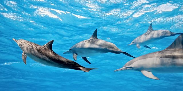 Full day private luxury yacht cruise dolphin watching lunch (6)